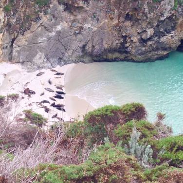 La baia abitata da foche a Point Lobos
